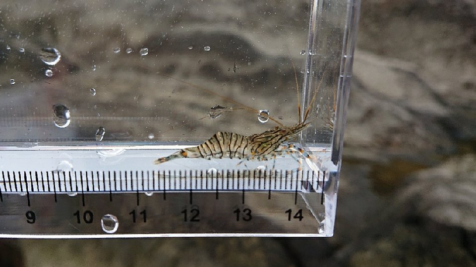 イソスジエビの画像