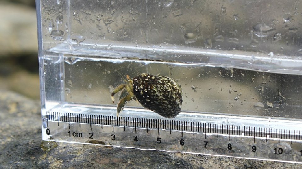 ヤドカリの画像