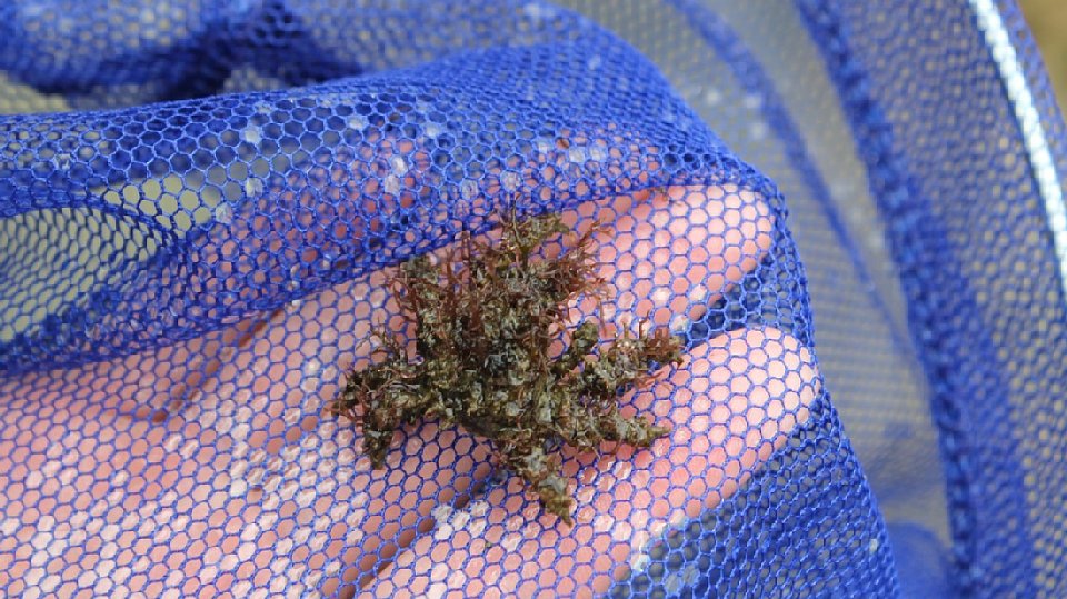 イソクズガニの画像