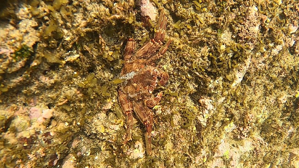  ショウジンガニの画像