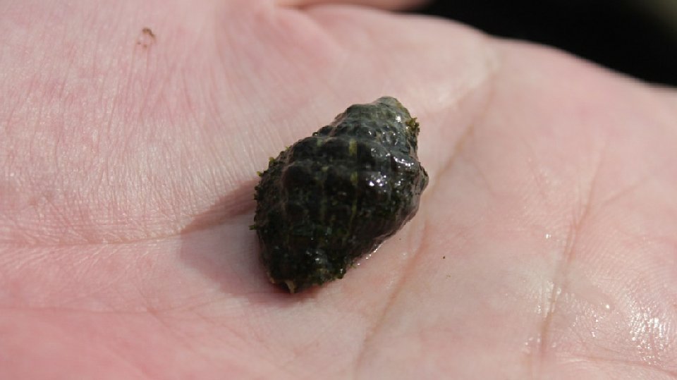 イボニシの画像