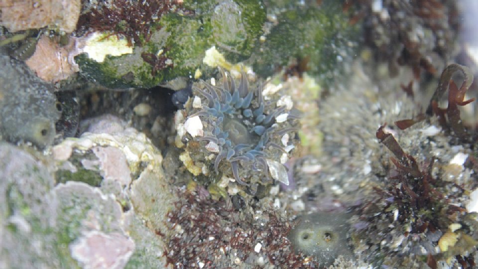 イソギンチャクの画像