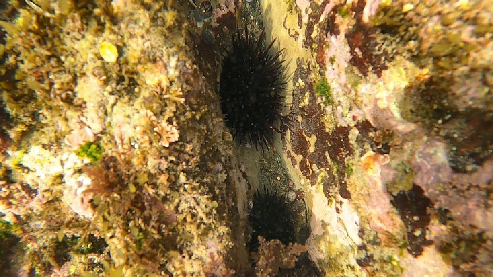 ムラサキウニの画像