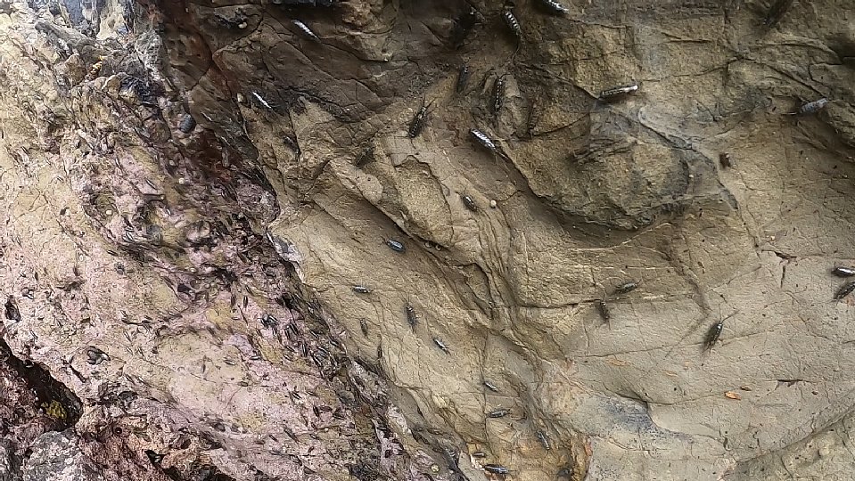 フナムシの画像