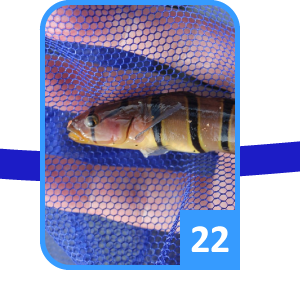 夏まふり2020 すごろく22