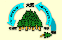 森林を介した二酸化炭素の循環図