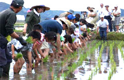 田植えの写真