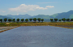 水が張った水田の写真