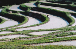 棚田の写真