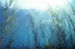 海中の海藻の写真