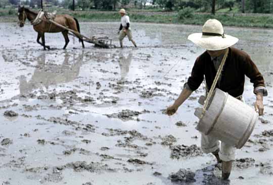 田おこしの写真