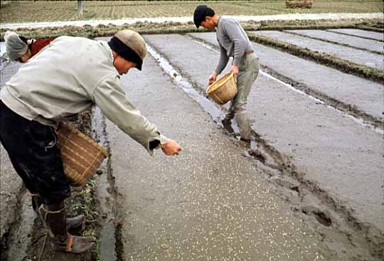 昭和時代の苗つくりの写真