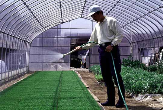 平成以降の苗つくりの写真