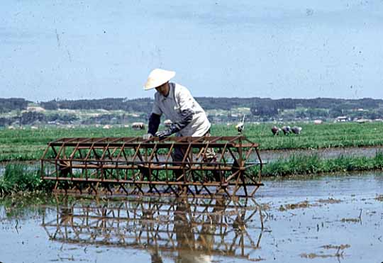 田植定規を使っている写真