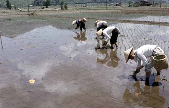 田んぼに手植えする様子