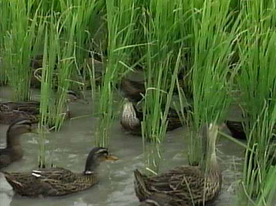 田んぼ内にアイガモがいる写真