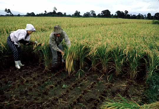 手でイネを刈る写真