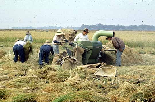 昭和時代の脱穀の写真