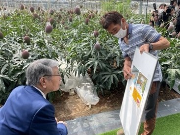 マンゴー園地で生産者からの説明を受ける野村農林水産大臣