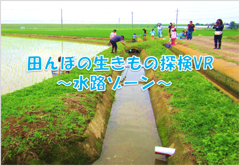 田んぼの生き物探検 水路