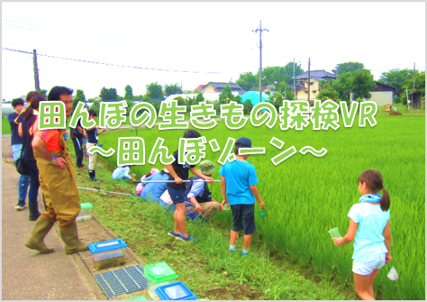 田んぼの生き物探検 田んぼ