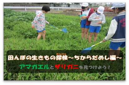 田んぼの生き物探検 力だめし