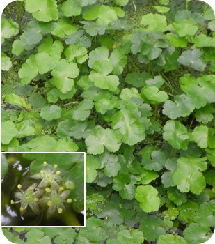 ブラジルチドメグサ