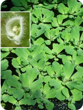 ボタンウキクサ