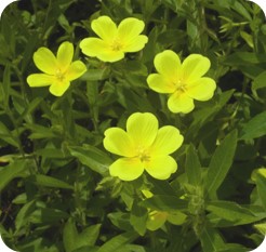 オオバナミズキンバイ