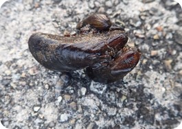 カワヒバリガイ