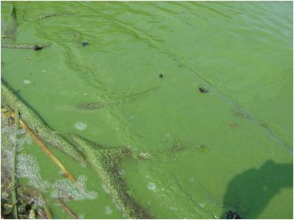 貯水施設に発生したアオコ