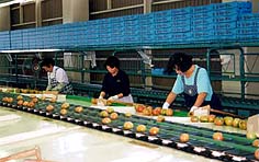 トマトの選果場