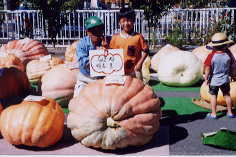 パンプキンフェスティバル