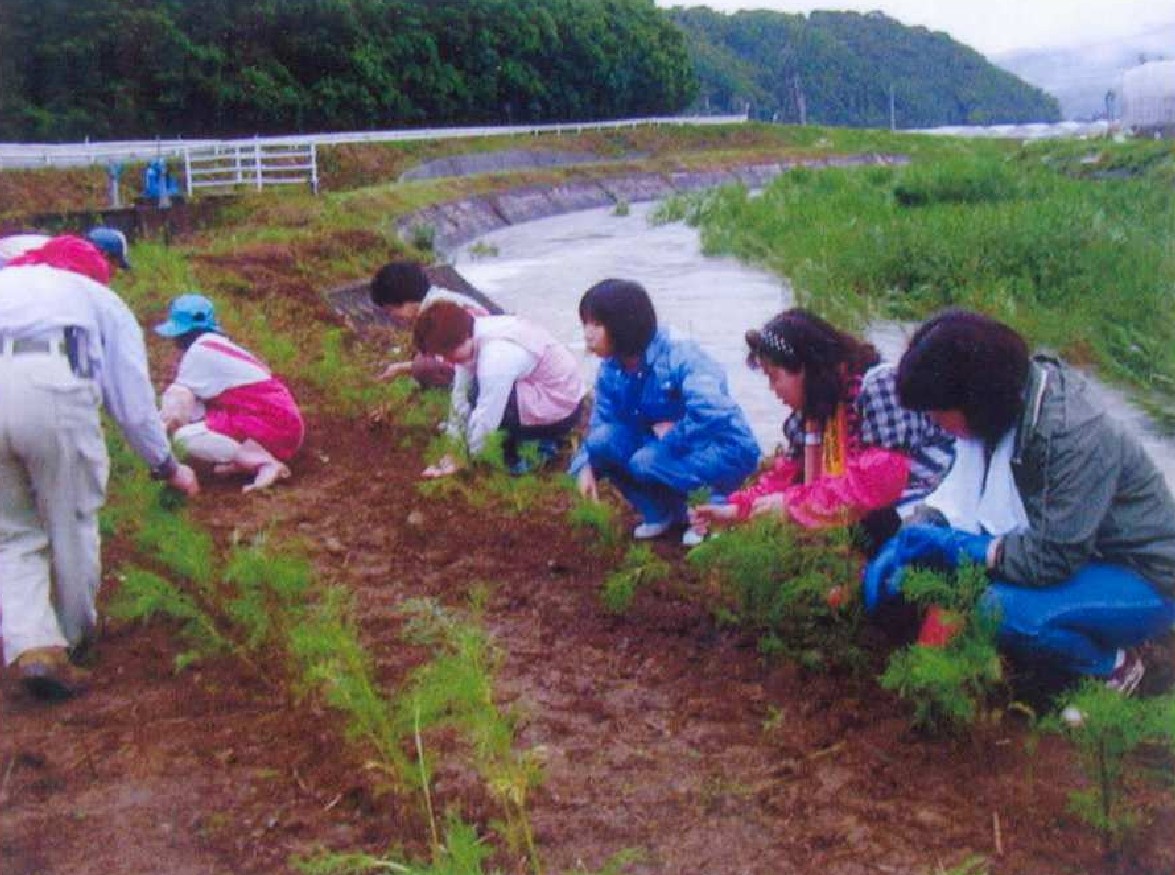 コスモスの植え付け