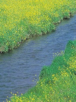 春の小川のものがたり