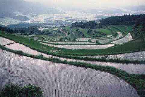 岳の棚田