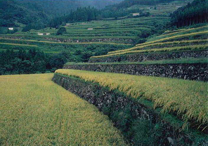 蕨野(わらびの)の棚田