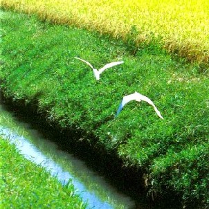 環境も水がつくる(1)1