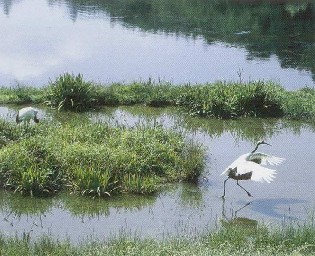 環境も水がつくる(1)2