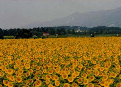 津南町ひまわり1