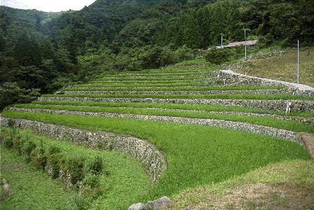 大井谷棚田2