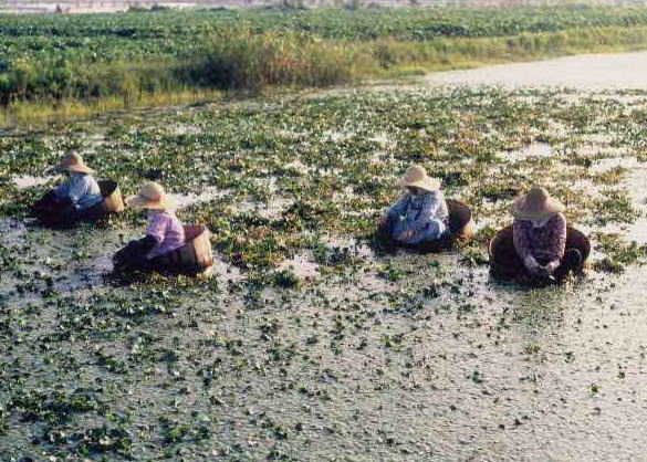 ヒシ実割の風景