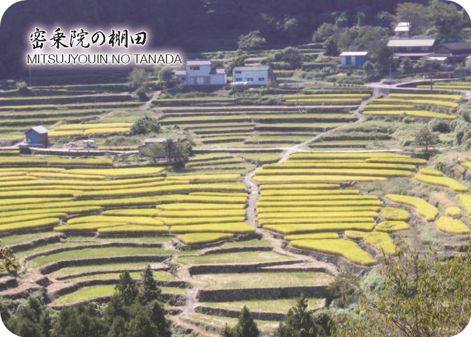密乗院の棚田