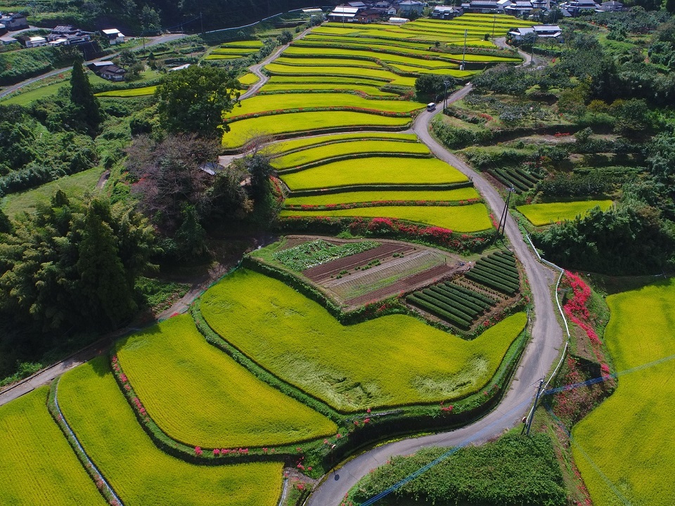 236白石野の棚田