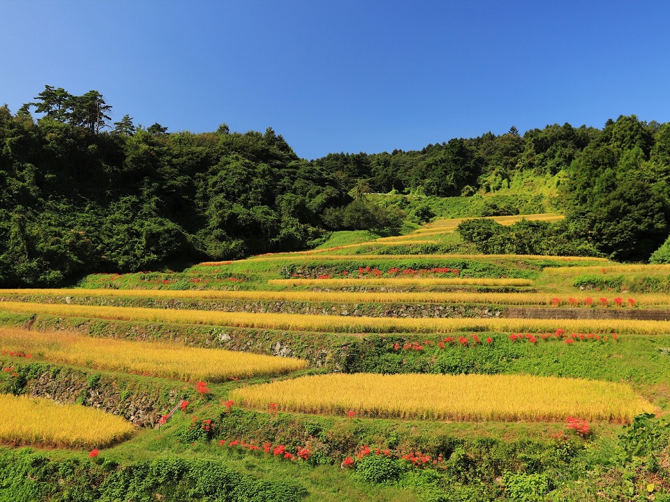 009大張沢尻棚田