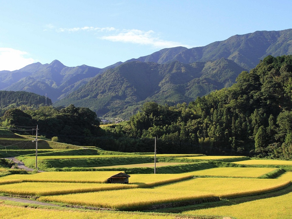 198雨滝音田の棚田