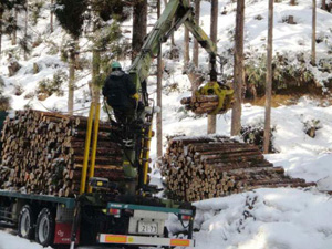原木の供給・製材工場への輸送の様子3