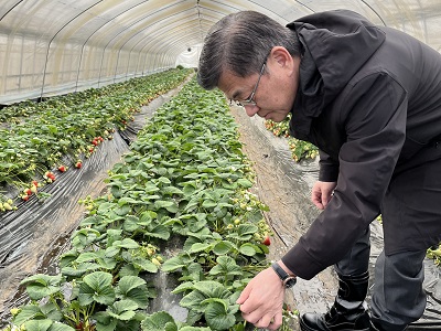 有機いちごのハウスを視察する庄子農林水産大臣政務官