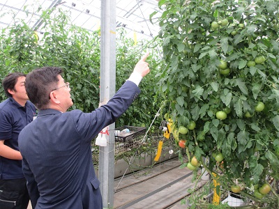 菊川市で環境制御等による生産性向上等に取り組むトマト生産者のハウスを視察する庄子農林水産大臣政務官