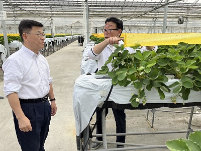 苫小牧市でいちごのハウスを視察する庄子農林水産大臣政務官